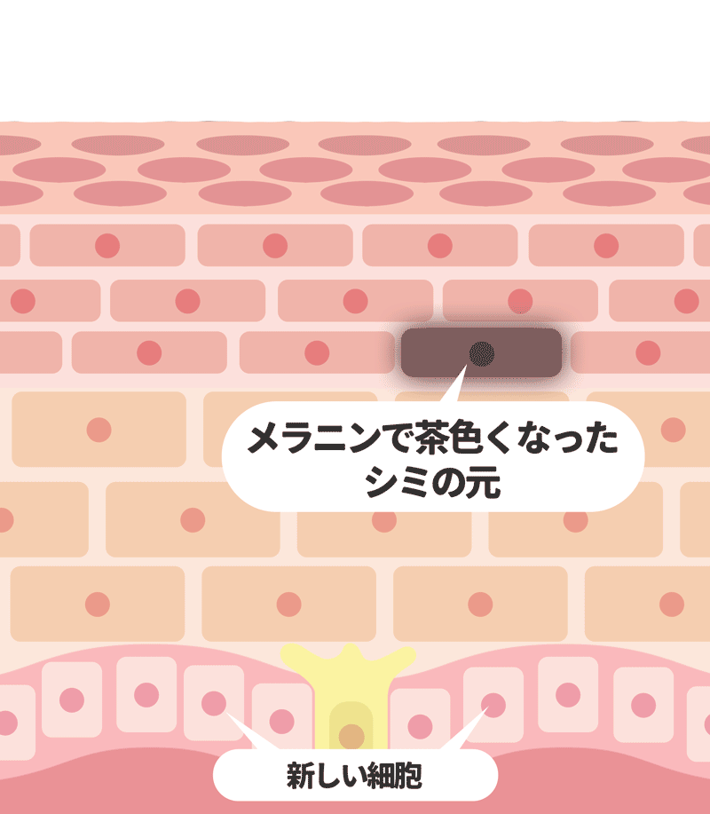 肌の画像